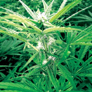 cannabis-flowering_1_canut-systems