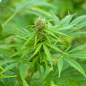 cannabis-flowering_2_canut-systems