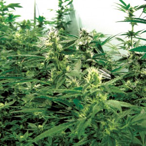 cannabis-grow-house_canut-systems