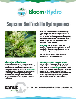 canut_flyer_bloom-hydro_1115-1